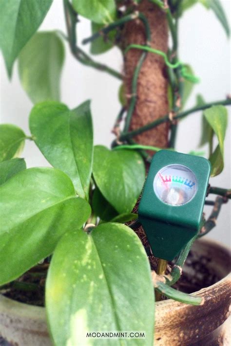Using Plant Moisture Meter 的图像结果