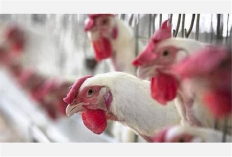 பிரேசிலிருந்து இறக்குமதி செய்யப்பட்ட இறைச்சியில் கரோனா தொற்று: சீனா | A ...