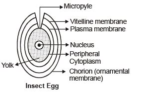 Oogenesis & Types of Eggs - Notes | Study Additional Study Material for ...