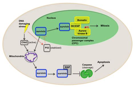 Survivin as a Preferential Target for Cancer Therapy