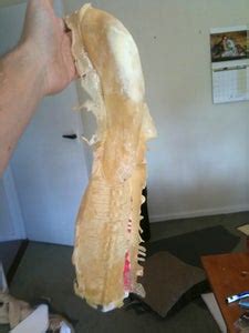 Image result for Alien Chestburster Puppet