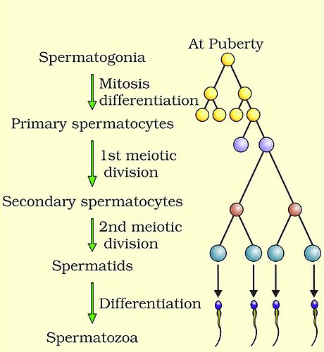 Important Diagrams Human Reproduction - Biology Class 12 - NEET PDF ...