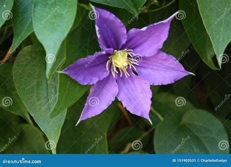 Closeup of a Pretty Purple Flower with Six Petals Stock Image - Image ...