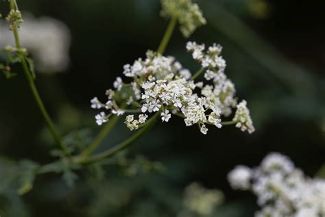 Poison hemlock, a toxic, invasive plant, is popping up more in Pa. - WHYY
