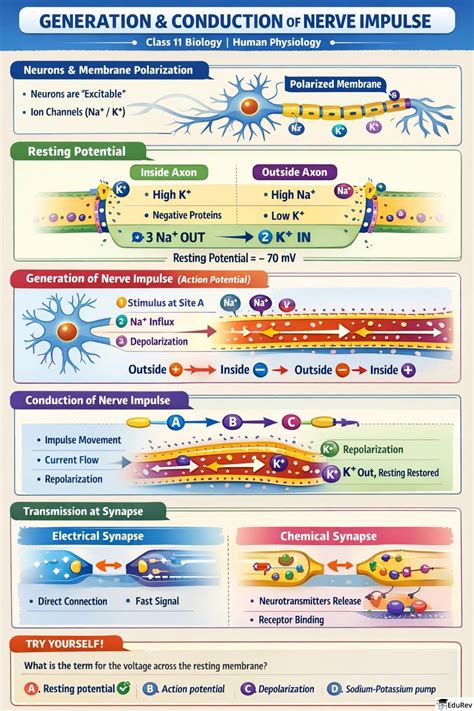 Infographics: Neural Control and Coordination - Biology Class 11 - NEET ...