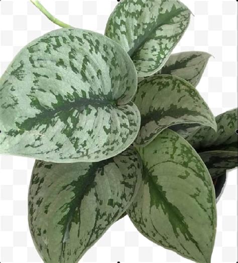 The Four Seasons Scindapsus Pictus Exotica | Satin Exotica Pothos ...