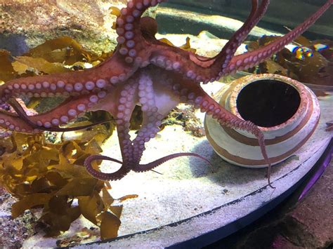 AUCKLAND EXPLORER BUS (2025) All You Need to Know BEFORE You Go (with ...