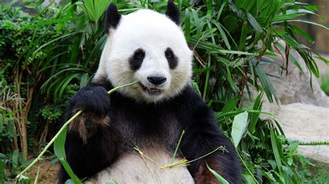 Endangered Giant Pandas