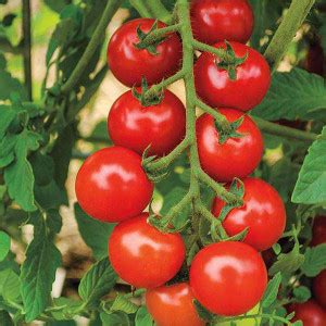 SRKR AGRO ™ cherry RED tomato seeds, 95% Germination Vegetable Seed ...