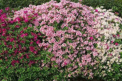 Image result for Incomplete Dominance Real Life Example