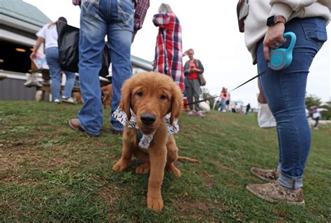Golden Retriever meet up at Quarry Hill Orchards, October 13, 2024 ...