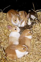 Image result for Spring+Baby+Bunnies