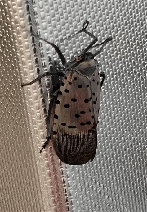These bugs are kill on sight. Spread the word. : r/newhaven