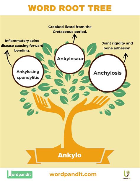 Understanding the Ankylo Root Word: Definition & Examples