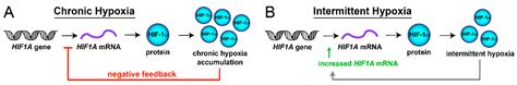 Obstructive Sleep Apnea Activates HIF-1 in a Hypoxia Dose-Dependent ...