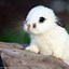 Image result for Funny Baby Bunnies