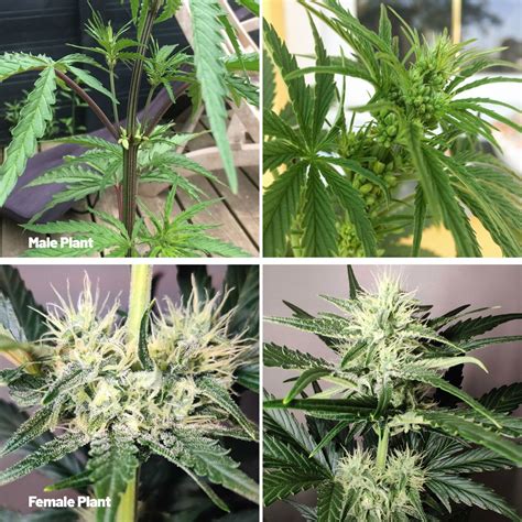 Difference Between Male And Female Weed Plants