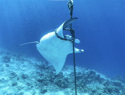 Can fish swim backwards? - Ocean Dimensions