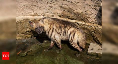 Hyena trapped in Pune well, rescued & released | Mumbai News - Times of ...