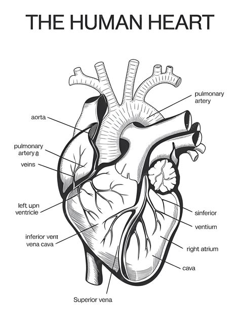 Image result for Heart Rate Sensor Raspberry Pi