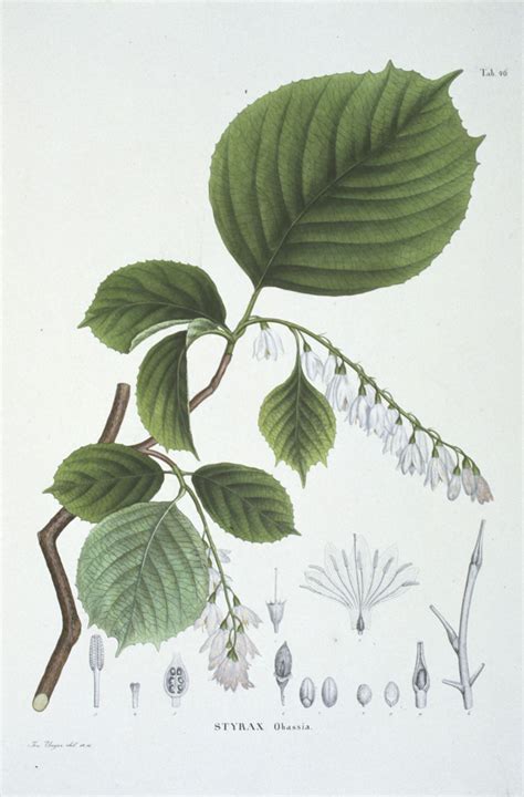 Styrax obassia - Rondbladige storaxboom, Big leaf Storax, ハクウンボク Haku ...