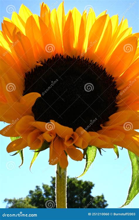 Ukraine National Flower Ukraine National Flower Hi Res Stock