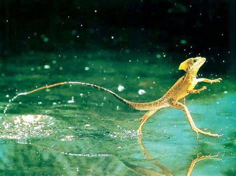 Image result for Lizard HTML Report Example
