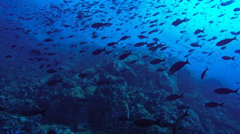 Image result for Fish Group Graph