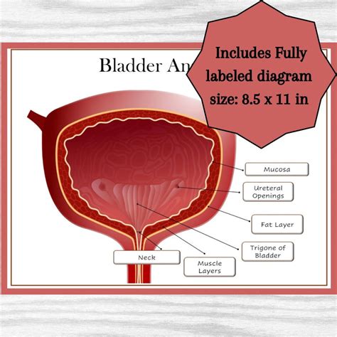 Bladder Anatomy Diagram Urinary System Organ Anatomy Classroom Poster Printable Anatomy Diagram ...