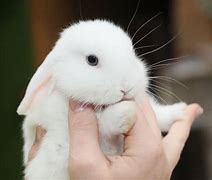 Image result for Bunny Rabbit Poor Baby