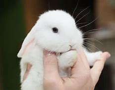 Image result for Wild Baby Bunny Found