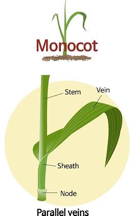 Internal structure of monocot leaf (Grass Leaf) — lesson. Science State ...