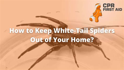 White Tail Spider Spider Pest Control Management SWAT Pest Control