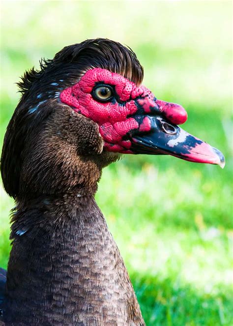 About Muscovy Duck