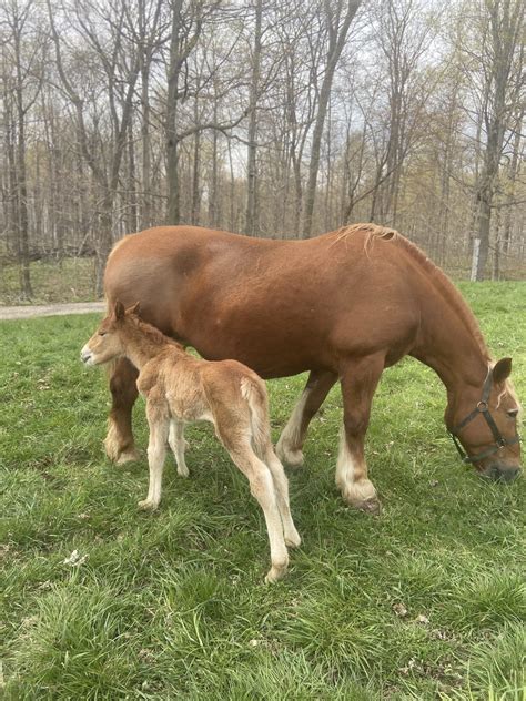 Blog – Orchard Hill Farm