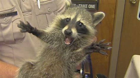 That moment you see someone after years and don't know their names! Hahahaha | Cute raccoon ...