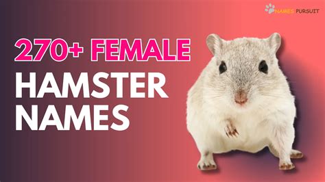 270+ Female Hamster Names [Adorable Ideas for Girl Pets]