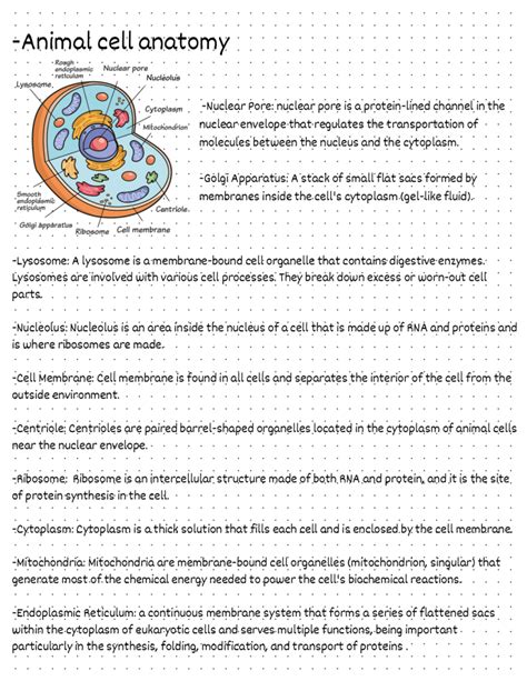 Basic Animal Cell Structure 的图像结果