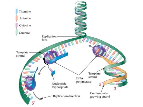 How Does DNA Replicate 的图像结果
