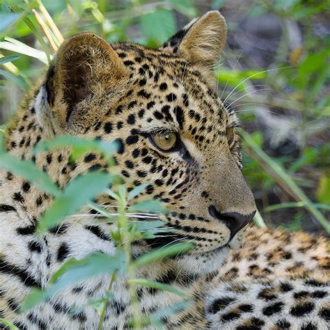 NKWALI CAMP - ROBIN POPE SAFARIS (South Luangwa National Park) - Lodge ...