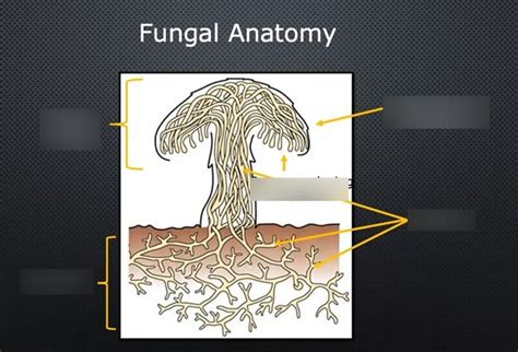 Mold Inspector 的图像结果
