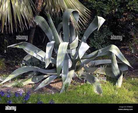 Agave, Century Plant (Agave americana), large individual in a garden ...