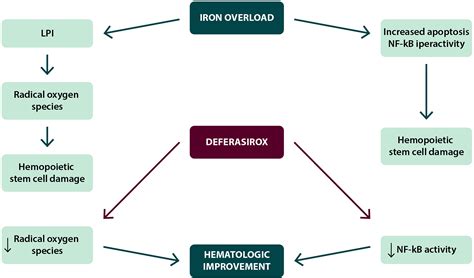 Frontiers | From Biology to Clinical Practice: Iron Chelation Therapy ...