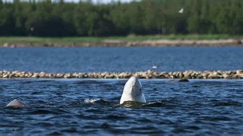 Can AI help save beluga whales? | Waterloo Data and Artificial ...