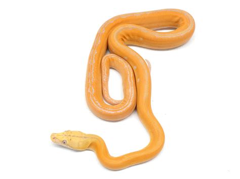 Image result for Albino Tiger Reticulated Python