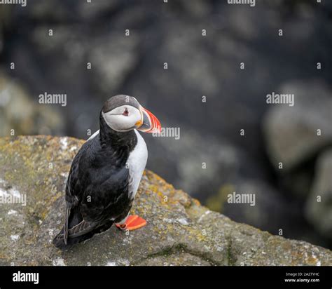 Common birds of iceland hi-res stock photography and images - Alamy
