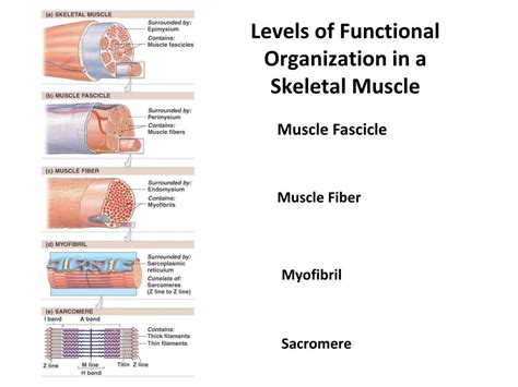 Image result for Skeletal Muscle Functional Unit