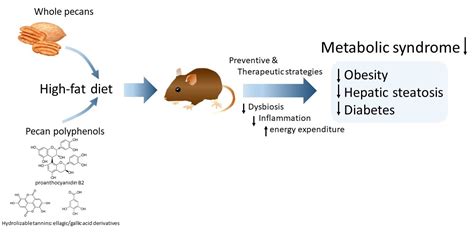 Pecans and Its Polyphenols Prevent Obesity, Hepatic Steatosis and ...