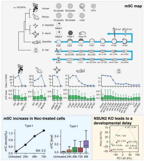 RNA m5C甲基化有望成为肿瘤治疗的新靶点 - 知乎