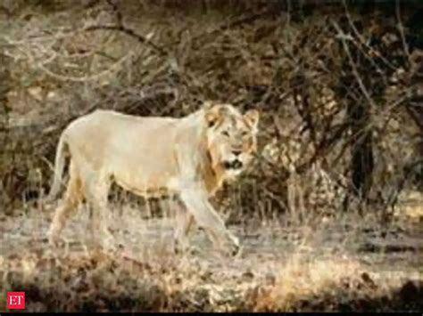 'Human assisted dispersal' of lions a good move: Bombay Natural Hisotry ...